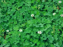 The national flower of Ireland